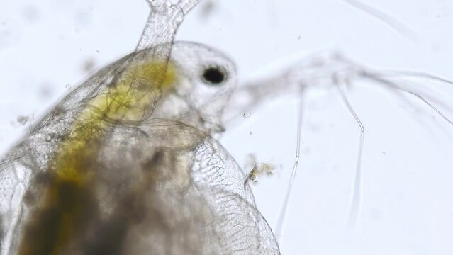 living water flea (daphnia) under the microscope - optical microscope x100 magnification
