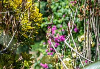 beautiful striped pigeon in natural conditions on one of the Seychelles islands