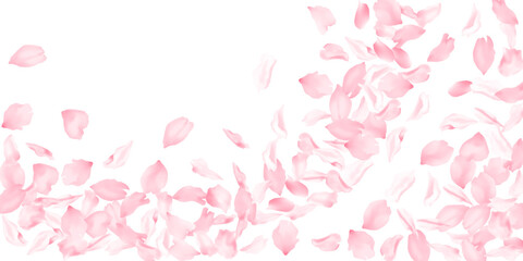 Apple flower petals flying down vector background. Spring blossom elements isolates on white. Blossom petals confetti spring pattern. Cherry flower petals isolated on white, falling .