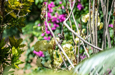 beautiful striped pigeon in natural conditions on one of the Seychelles islands