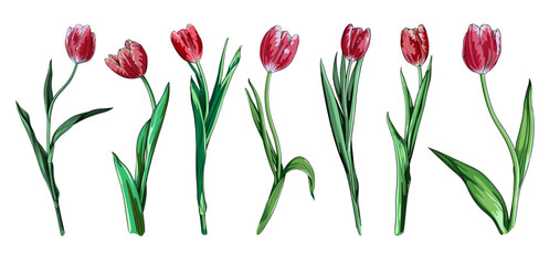 vector set of elegant purple tulips on a long stem. collection of pink spring flowers on transparent background - obrazy, fototapety, plakaty