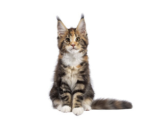 Adorable tortie Maine Coon cat kitten, sitting facing front. Looking towards camera with sweet and friendly eyes. isolated cutout on a transparent background.