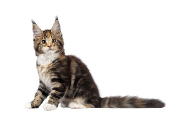 Adorable tortie Maine Coon cat kitten, sitting side ways. Looking towards camera with sweet and...