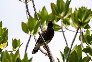 beautiful mynah in natural conditions on one of the Seychelles islands
