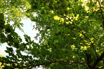 The Forest of Saint-Germain-en-Laye is a dominial forest of 35 km2  in area which lies in a meander of the River Seine, France