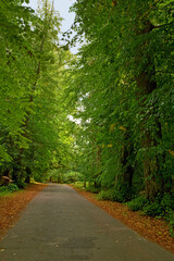 Road, landscape and forest with trees in countryside for travel, adventure and leaves with tarmac in nature. Street, trail and location in Amsterdam with direction, roadway or environment for tourism