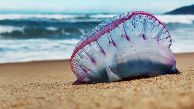Dangerous jellyfish on the beach. The Portuguese man of war, Physalia physalis or bluebottle located on the sandy beach in Brazil