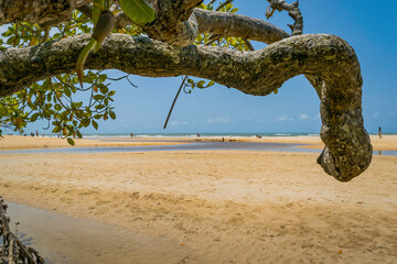 Trancoso landscape. With a tree serving as a frame in front of the river meeting the sea.