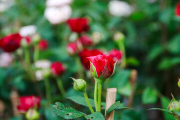 roses in the garden Red roses begin to bloom, looking refreshed, the face clear and the background blurred.