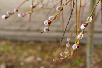 Blooming willow buds with white edges on green shoots. Spring, blossoming of plants, change of seasons. First spring plants. Wild plants.