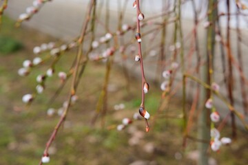 Blooming willow buds with white edges on green shoots. Spring, blossoming of plants, change of seasons. First spring plants. Wild plants.