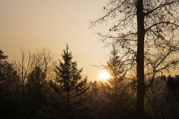 Frosty sunrise from behind the wood