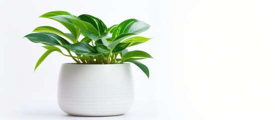 A ceramic white vase containing a vibrant green houseplant, set against a clean white background. The plants leaves cascade elegantly over the edges of the vase,