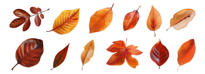 set of autumn leaves