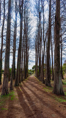 メタセコイア並木と森に生える植物