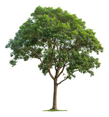 An image of a green tree isolated on a white background.