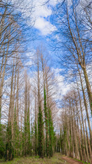 メタセコイア並木と森に生える植物