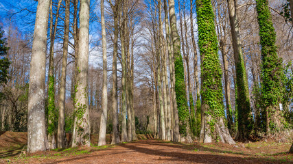 メタセコイア並木と森に生える植物