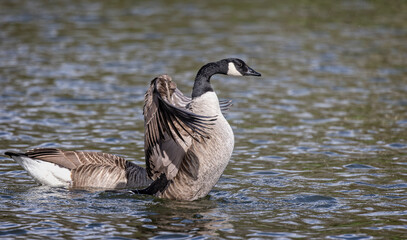 Close up of a Canada Goose flapping wings on surface of lake.