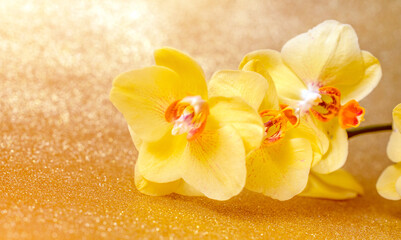 A branch of yellow orchids on a shiny gold background
