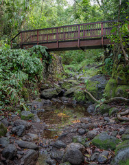 Brown Footbridge with a Green Stream and Rainforest Background.