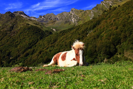 View on a horse in the Pyrénées National Park