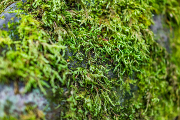 Moss growing on rocks in Oregon