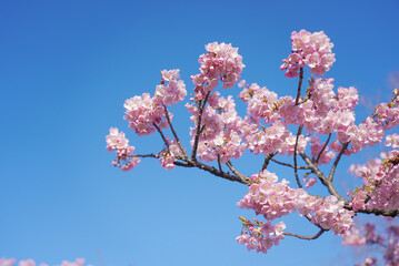 戸田川緑地 河津桜 名古屋 愛知