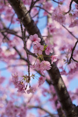 戸田川緑地 河津桜 名古屋 愛知