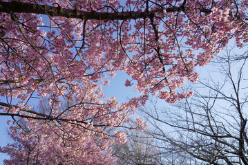 戸田川緑地 河津桜 名古屋 愛知