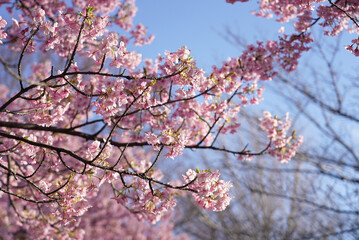 戸田川緑地 河津桜 名古屋 愛知