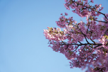 戸田川緑地 河津桜 名古屋 愛知