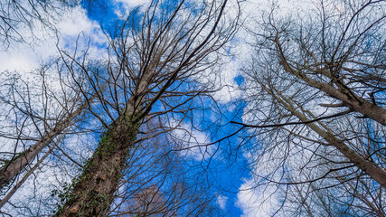 メタセコイア並木と森に生える植物