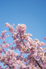 戸田川緑地 河津桜 名古屋 愛知