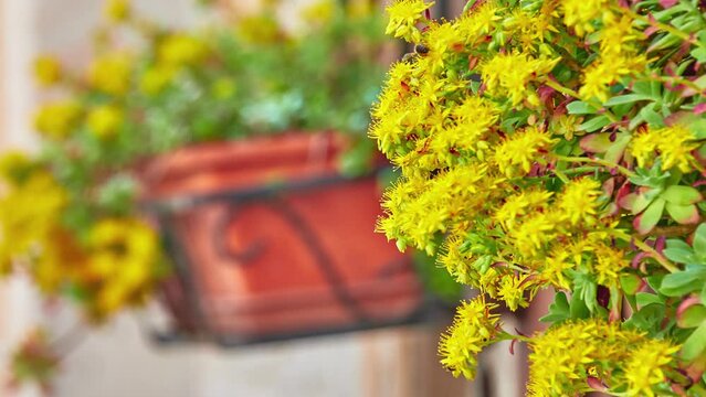 Sedum palmeri is plant in family Crassulaceae native to Mexico with persistent light green leaves, becoming marked in red during winter.