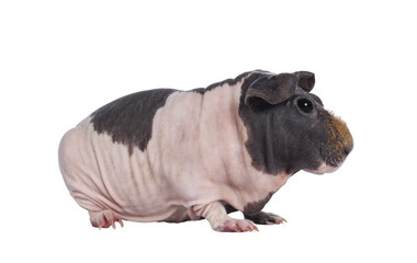 Cute pink with brown spotted cow skinny pig, standing side ways. Head up. Looking at lens with big eyes and floppy ears. Isolated cutout on transparent background. Brown frizzy hair on nose.