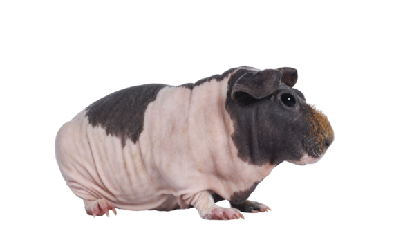 Cute pink with brown spotted cow skinny pig, standing side ways. Head up. Looking at lens with big eyes and floppy ears. Isolated cutout on transparent background. Brown frizzy hair on nose.