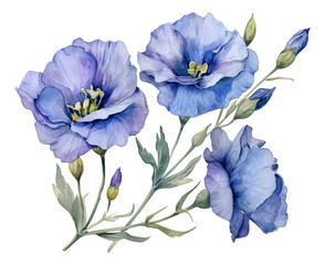 Blue lisianthus flower watercolor drawing