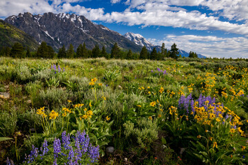 Grand Teton National Park Flower-Filled Meadows || Jackson Hole, Wyoming