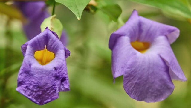 Thunbergia erecta is a herbaceous perennial climbing plant species in the genus Thunbergia native to western Africa. Common names include bush clockvine and king's-mantle.