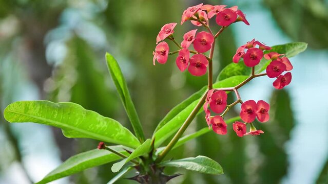 Euphorbia milii, crown of thorns, Christ plant