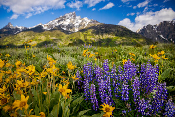 Grand Teton National Park Flower-Filled Meadows || Jackson Hole, Wyoming