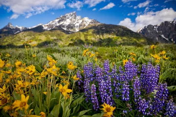Crédence de cuisine en verre imprimé Chaîne Teton Grand Teton National Park Flower-Filled Meadows    Jackson Hole, Wyoming