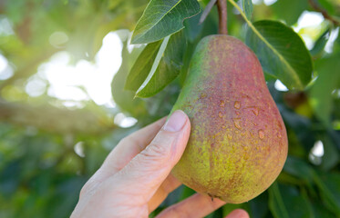 Female hand picking pear from tree in garden