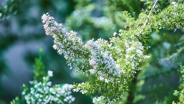 Erica arborea (tree heath) is a species of flowering plant (angiosperms) in heather family, Ericaceae, located in Africa. Wood, known as briar root (bruyere), is extremely hard and heat-resistant.