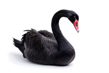 Black swan on white background. Neural network generated image. Not based on any actual scene or pattern. - obrazy, fototapety, plakaty