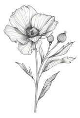 flower drawing on a white background