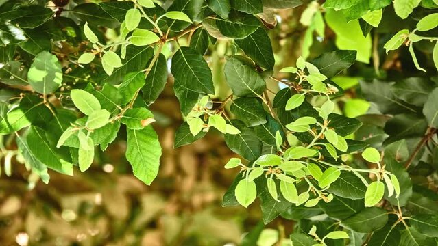Amelanchier ovalis, commonly known as snowy mespilus (a name which is also attached to the related Amelanchier lamarckii) is a serviceberry shrub.