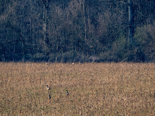 Obraz na płótnie Canvas Kleines Rudel Rehe in einem Feld nahe am Waldrand