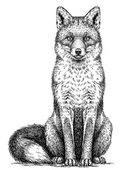 Vintage engraving isolated fox set illustration ink sketch. Wild animal background foxy animal silhouette art. Black and white hand drawn image.